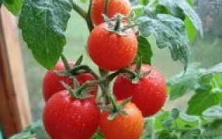 Красные помидоры на ветке с зелеными листьями - АХТАНАК