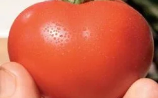 Айвенго РЦ F1