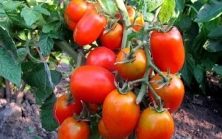 Куст томатов с красными и оранжевыми плодами на фоне зелени - Акварель