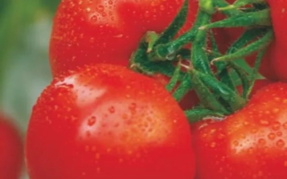 Свежие красные томаты сорта Альтаир на ветке с каплями воды