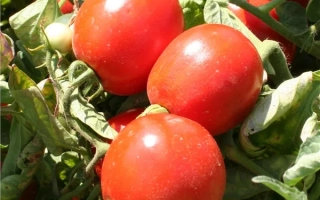 Албароссо F1