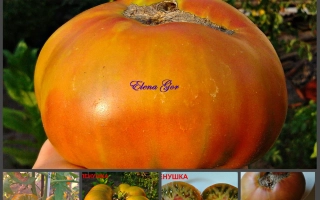 Томат Алёнушка на ветке с подписью Diana Giza
