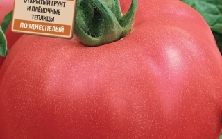 Пакет семян томата Алеша Попович с изображением красного помидора.