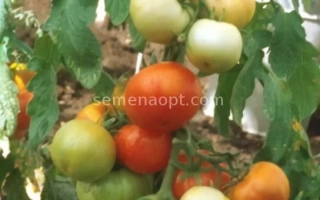 Томаты на кусте в теплице - АЛЛЕН 2000