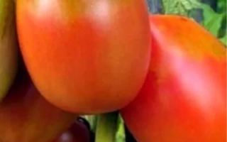 Спелые красные томаты сорта Алтаечка на ветке