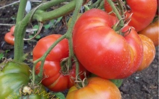 Алтайский Богатырь