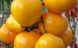 Алтайский МЕД