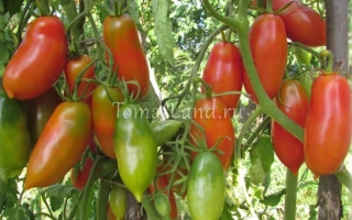 Спелые и зеленые томаты на ветвях растения - Алые Свечи