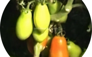 Спелые и незрелые помидоры сорта Ампир на ветке