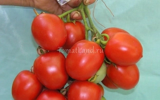 Красные томаты сорта Амурский Утес на ветке