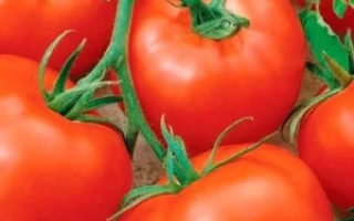 Пакет семян томата Анита с изображением красных плодов на ветке