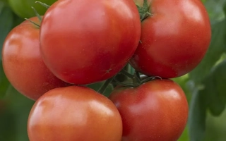 Анненфельд