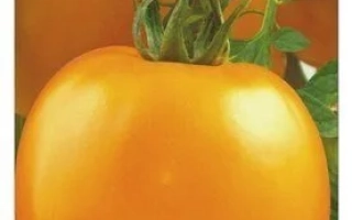 Янтарное Сердце