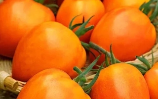 Янтарный Купол