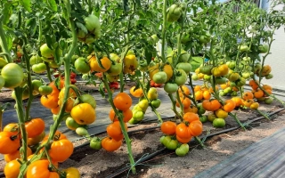 Янтарный МЁД