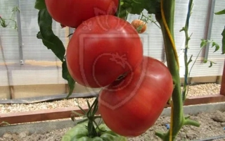 Красные и зеленые томаты на ветке в теплице - ЯПОНСКИЙ КРАБ