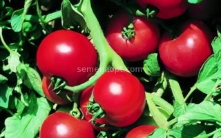 Красные томаты на ветвях растения - АРАКЕЛ