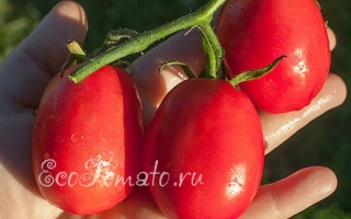Томаты сорта Арбалет на ветке в руке, логотип EcoTomato.ru