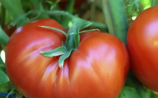 Крупный план красных помидоров на ветке - АРЛЕТТА