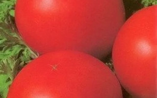 Пакет семян томата Ярославна F1