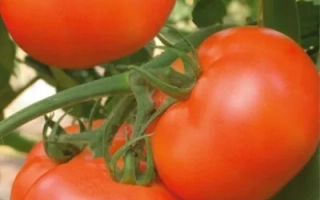 Спелые красные томаты на ветке - Астраханский