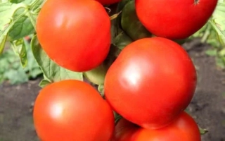 Крупные красные томаты на зелёных листьях - Атлант