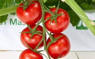 Авалантино Рей