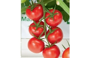 Авалантино Сальса