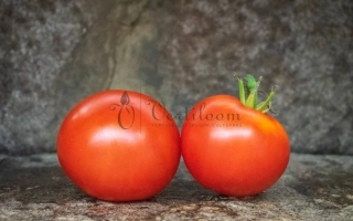 Два красных помидора на темном фоне - БЬЮФОРТ