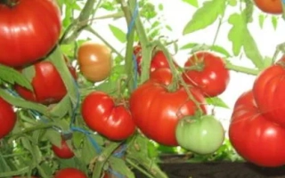 Бабусина Кошик