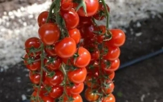 Бахчисарай