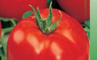 Семена томата Балтийский, крупноплодный, неопределенный