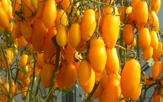 Банановые Ноги