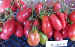 Красные томаты сорта Баттерфляй на ветвях