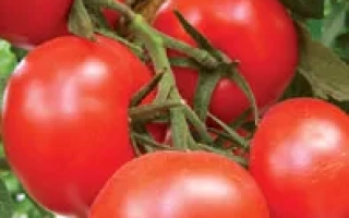 Бельканто F1