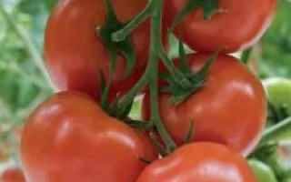 Беллавиза РЦ F1