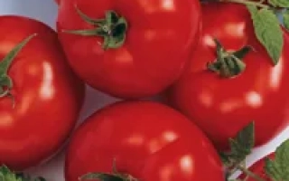 Берберана F1