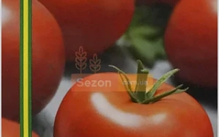 Пакет семян томата Берег Кубани