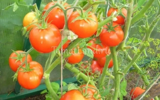 Спелые красные томаты на ветвях в теплице - БИАТЛОН