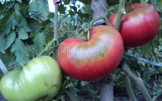 Бийский Розан