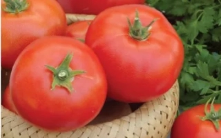 Пакет семян томата F1 БИСТРО с изображением красных плодов