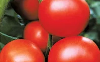 Благовест F1