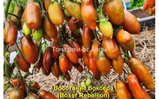 Боксерский