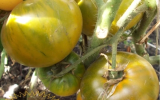 Томаты сорта БОЛОТО на растении