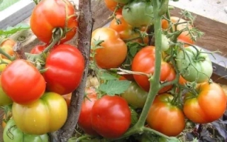 Tomatoes on a vine in a greenhouse - BONI MM