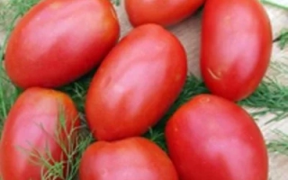 Красные помидоры сорта БОРЕЦ на фоне зелени