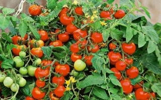 Божья Коровка