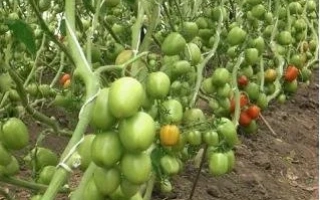 Томаты на кусте в поле - Браво