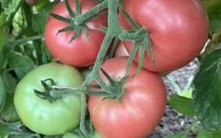 Спелые и зеленые помидоры на ветке - БУГИ ВУГИ