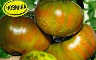 Бурый Медведь